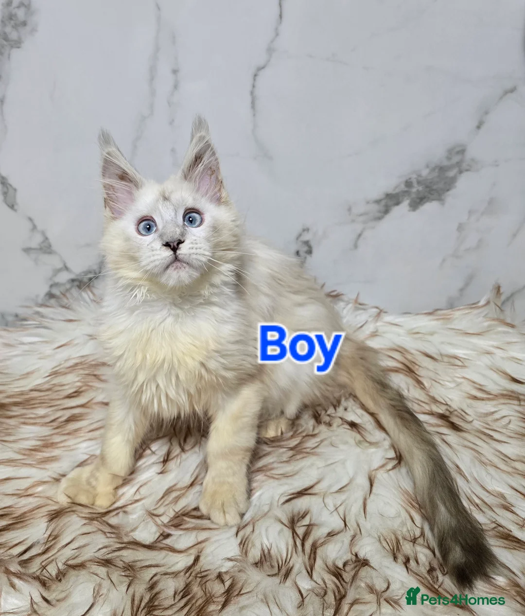 Maine Coon cats for sale:  Boy&Girl Polydactyl  Maine Coon TICA - Advert 2