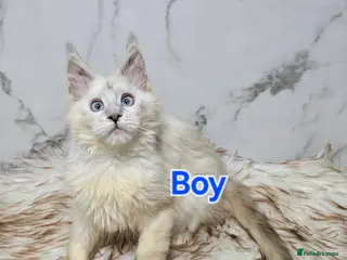 Maine Coon cats Ready now Last Girl Polydactyl Maine Coon TICA - Advert 17