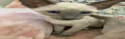 Siamese cats for sale: Siamese kittens - Advert 27