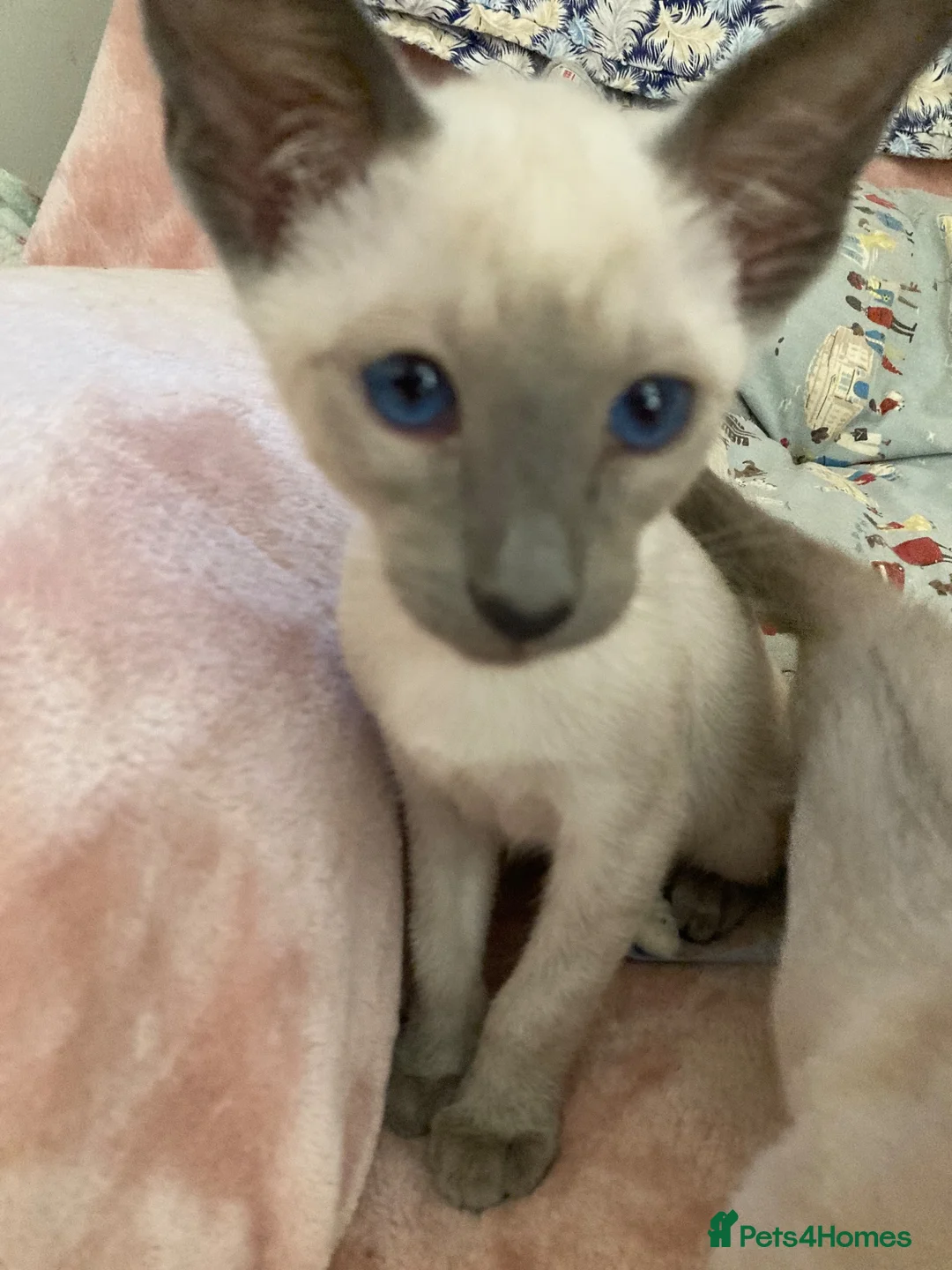 Siamese cats for sale: Siamese kittens - Advert 27