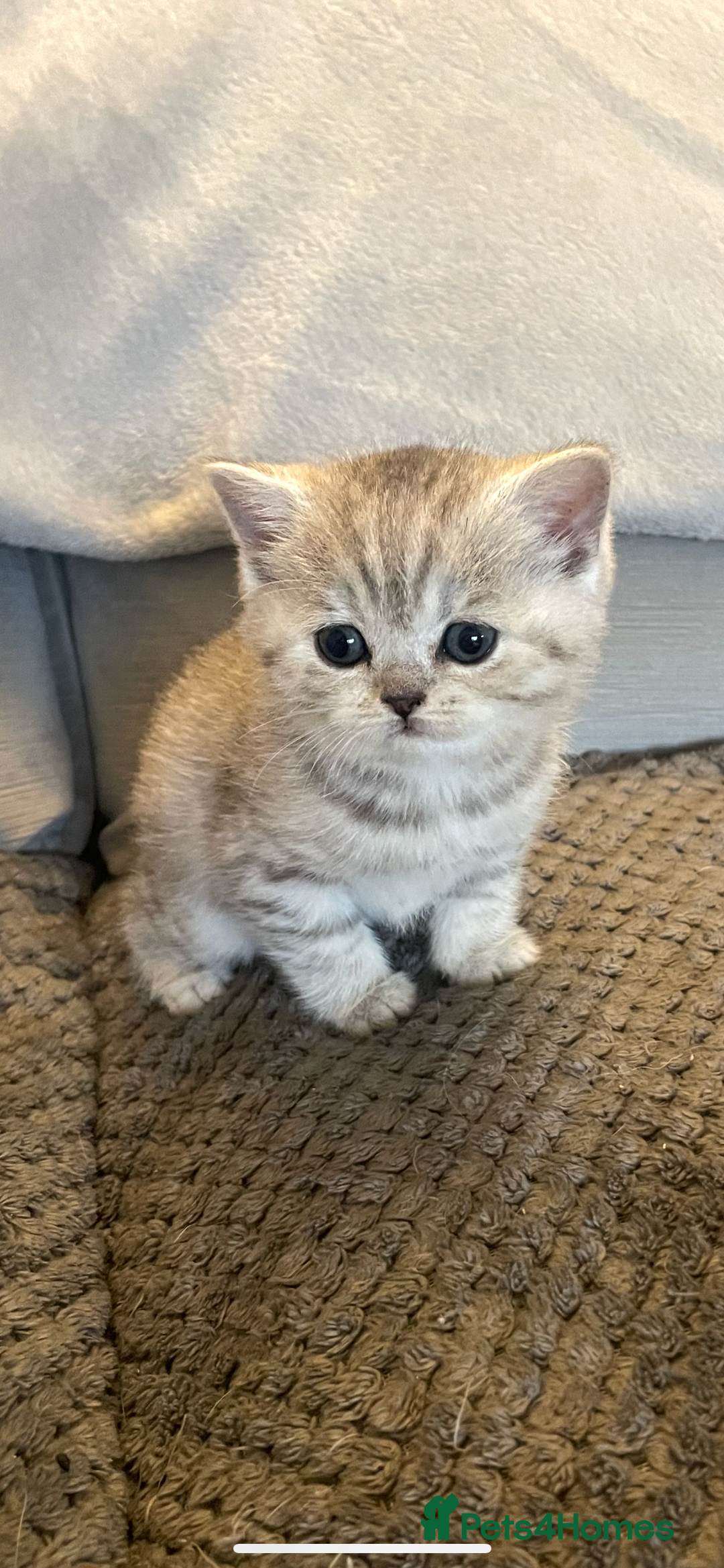 British Shorthair cats for sale: Beautiful GCCF reg BSH female kitten  - Advert 6