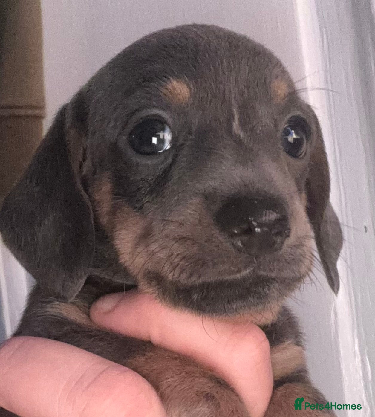 Miniature Dachshund dogs Gorgeous Miniature Dachshunds! Ready 23 Dec - Advert 17