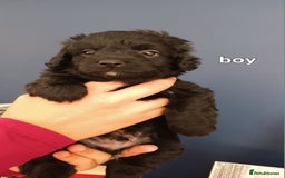 Cockapoo dogs for sale: F1B Cockapoo boy and girl  - Image 2