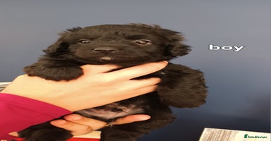 Cockapoo dogs - Advert 6