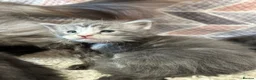 Maine Coon cats for sale: 6 Beautiful pedigree TICA reg Maine Coon kittens - Advert 10