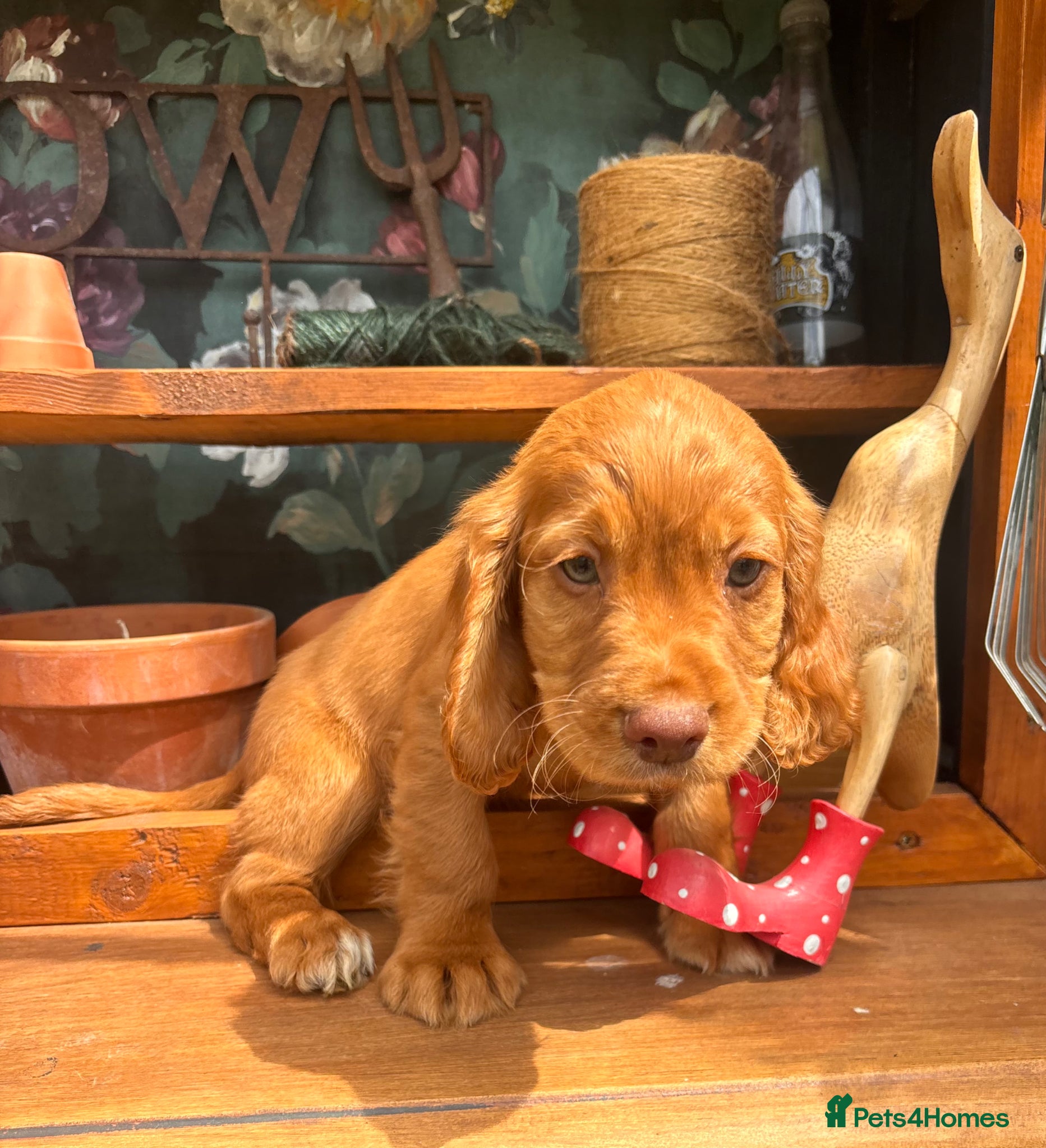 Sprocker Puppy 2