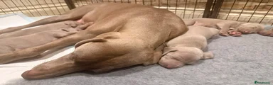 Puppy 3