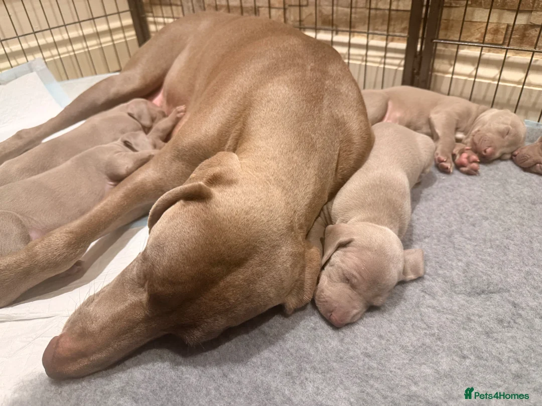 Weimaraner dogs for sale: Wonderful KC Reg Weimaraner Puppies x 6  - Advert 40