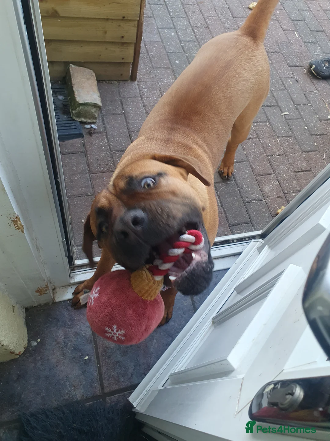 Mixed Breed dogs for sale: Maverick cane corso Cross mastiff - Advert 5