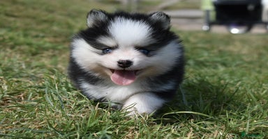 Pomsky dogs - Advert 15