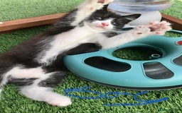 Mixed Breed cats for sale: 5 kitten’s available today  - Image 9