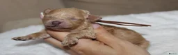 Poochon dogs for sale: F1 Poochon puppies Health Tested parents  - Advert 15