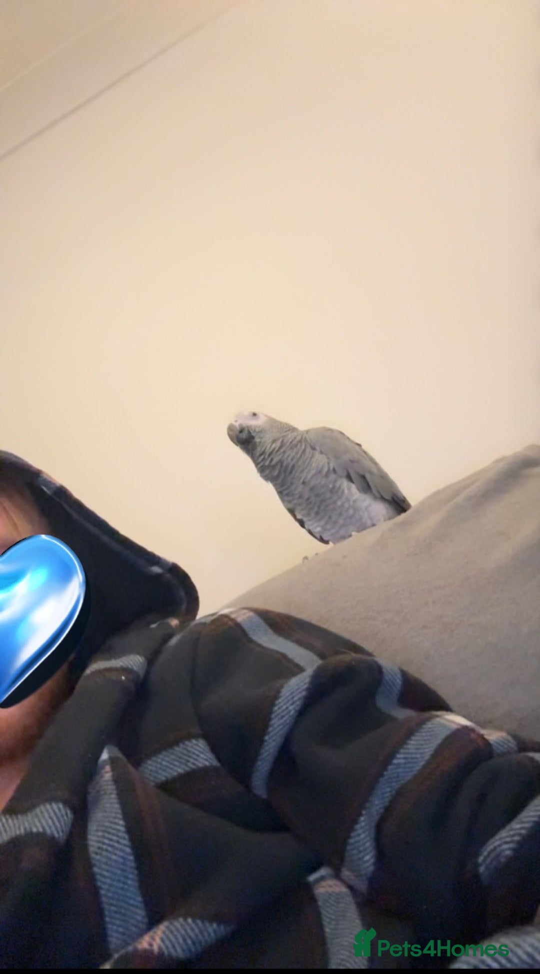 Parrots birds for sale: Hand reared 1 year old African grey  - Advert 4