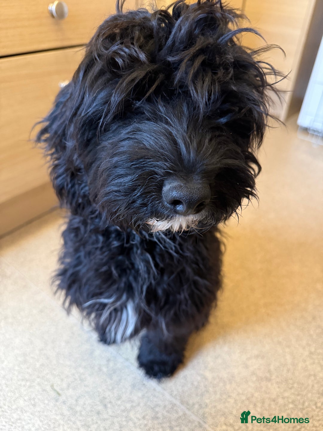 Jackapoo dogs for sale: Jackapoo puppies for sale  - Image 5