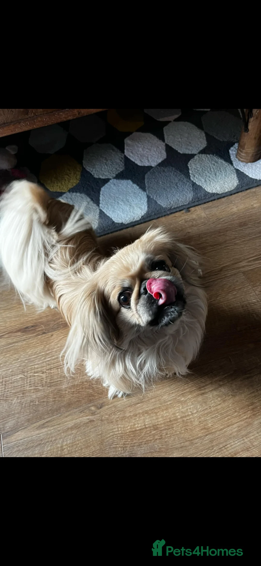 Pekingese dogs for stud: Stud Wanted - Advert 3