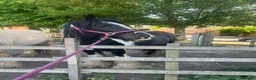 Irish Cob horses for sale: 🌼Daisy🌼 - Advert 8