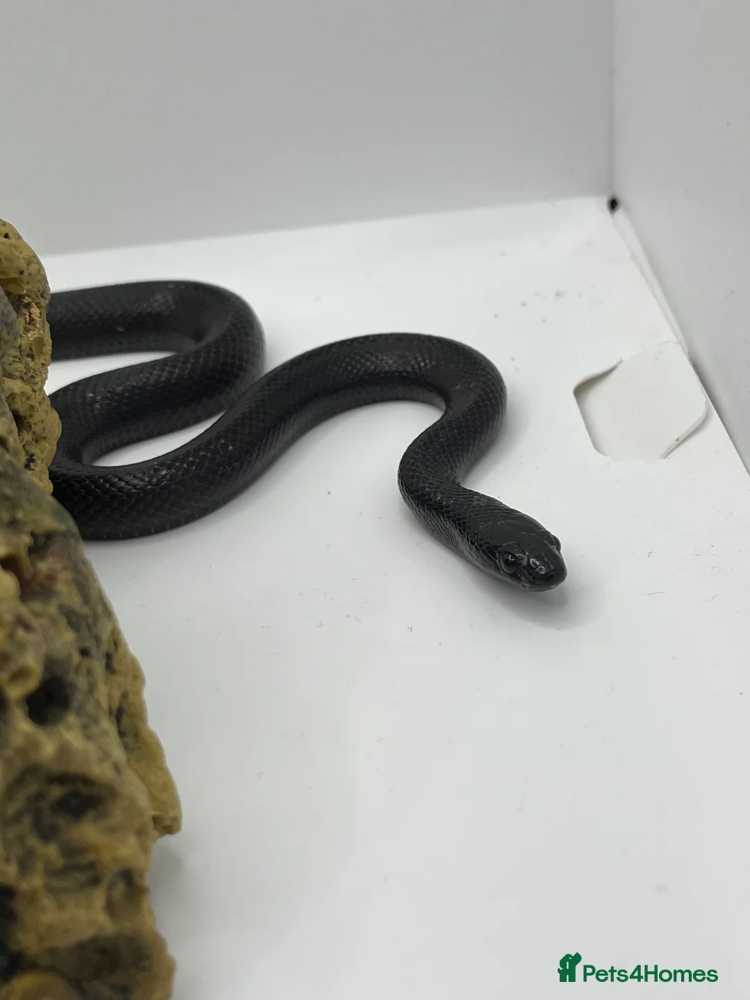 King Snake reptiles for sale: Mexican Black king snake - Advert 5