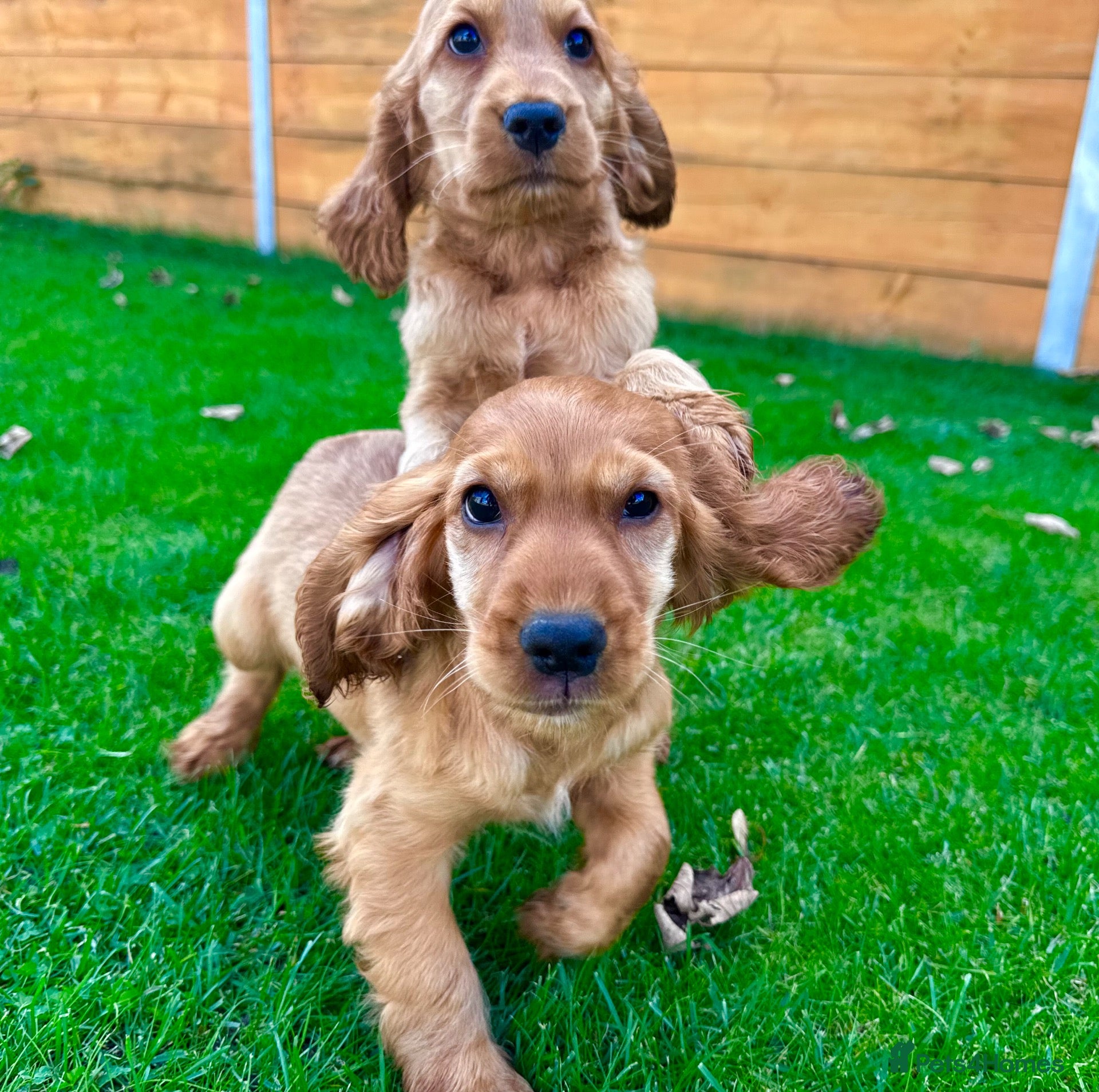 Cocker Spaniel dogs Golden Show CockerSpaniel Babies 🐾🐾🐾 - Advert 2