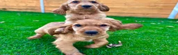 Cocker Spaniel dogs for sale: Golden Show CockerSpaniel Babies 🐾🐾🐾 - Advert 2