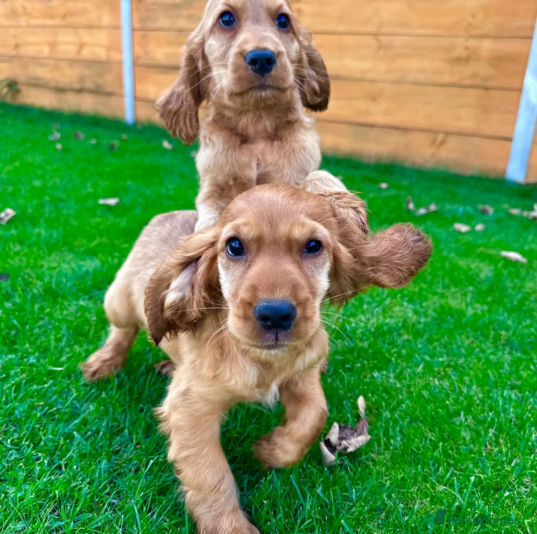 Cocker Spaniel dogs for sale: Golden Show CockerSpaniel Babies 🐾🐾🐾 - Advert 2