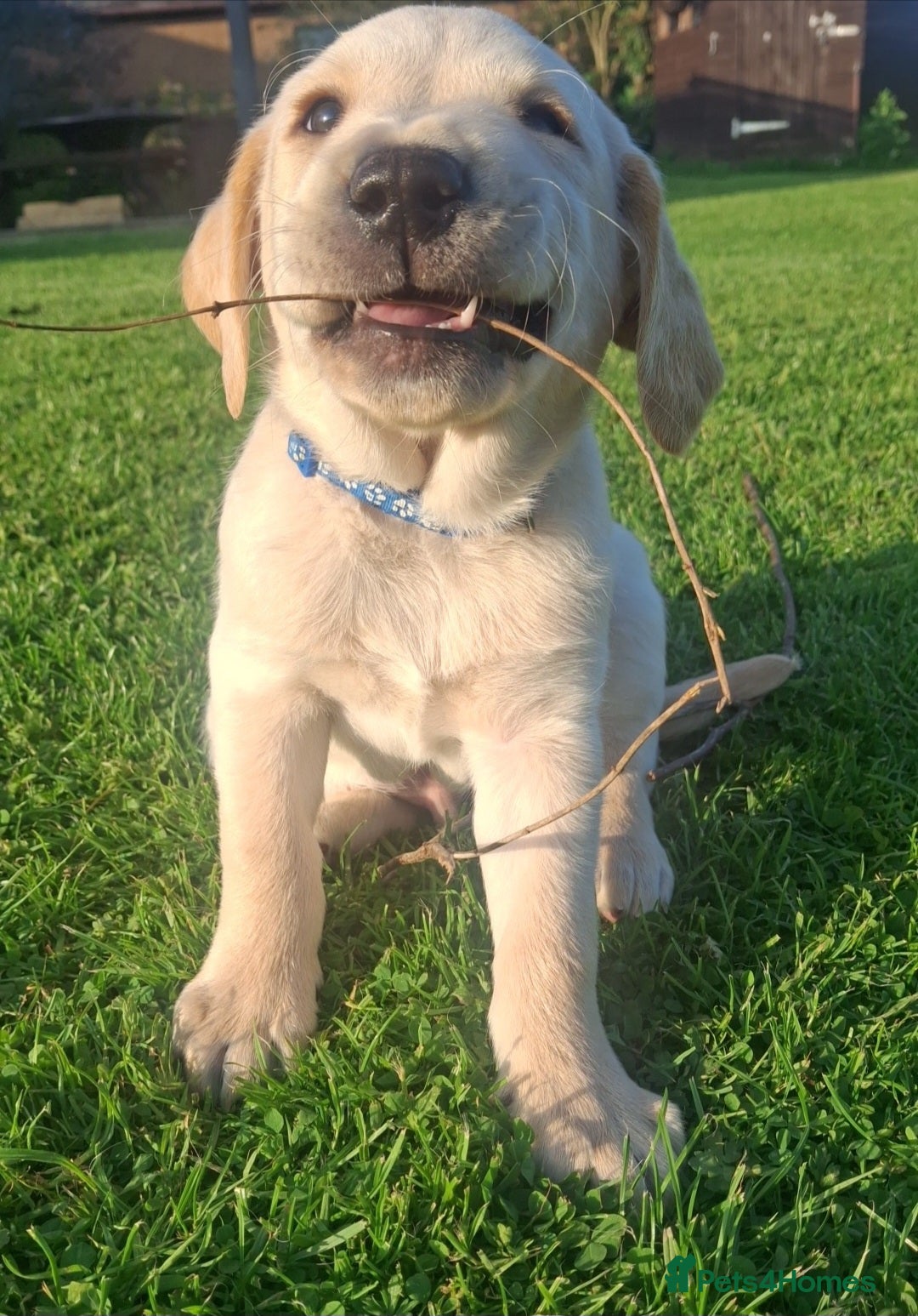 Labrador Retriever dogs Labrador Puppy looking for a loving home 💙 - Advert 1