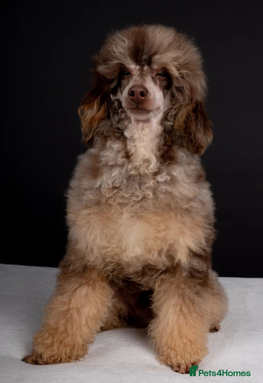 Poodle dogs for stud: EXTENSIVELY HEALTH TESTED POODLE STUD in Hoddesdon - Advert 11