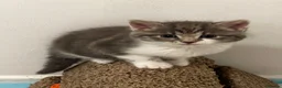 American Shorthair cats for sale: 3 Little Tabbies Looking for Their Forever Homes! - Advert 6