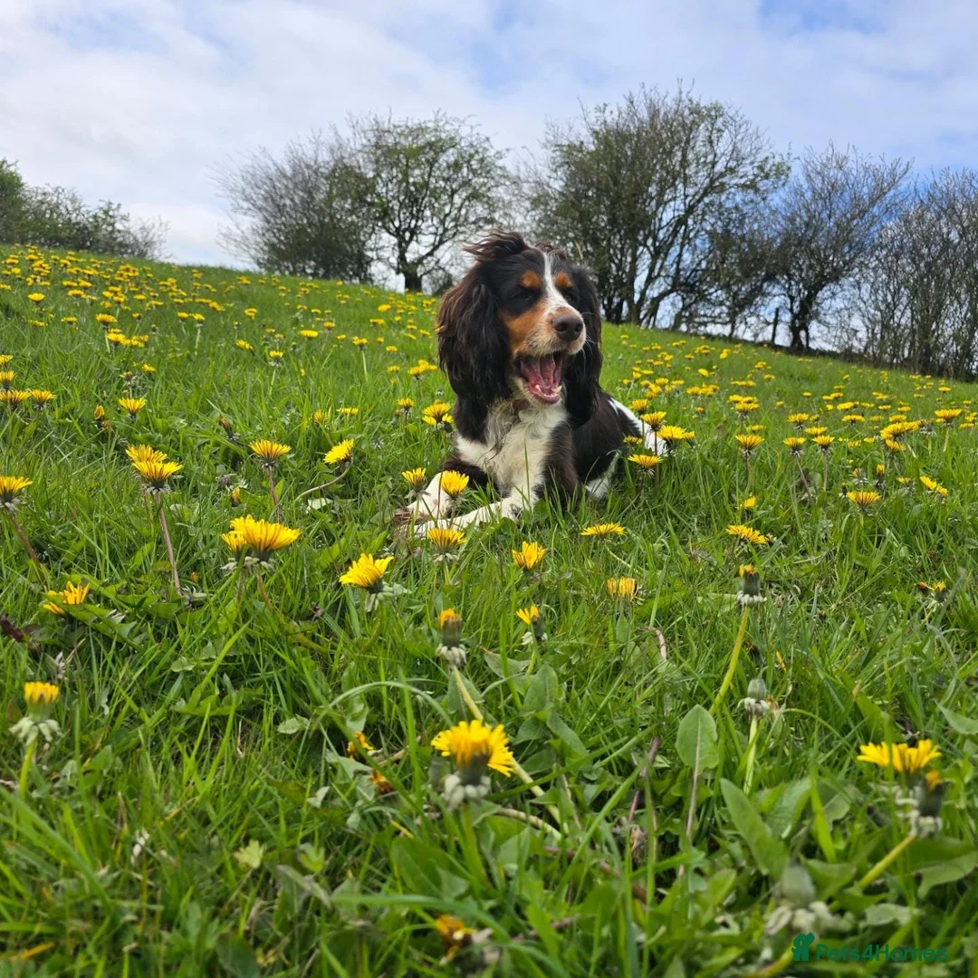 Cocker Spaniel dogs for sale: Cocker Spaniel Female  - Advert 2