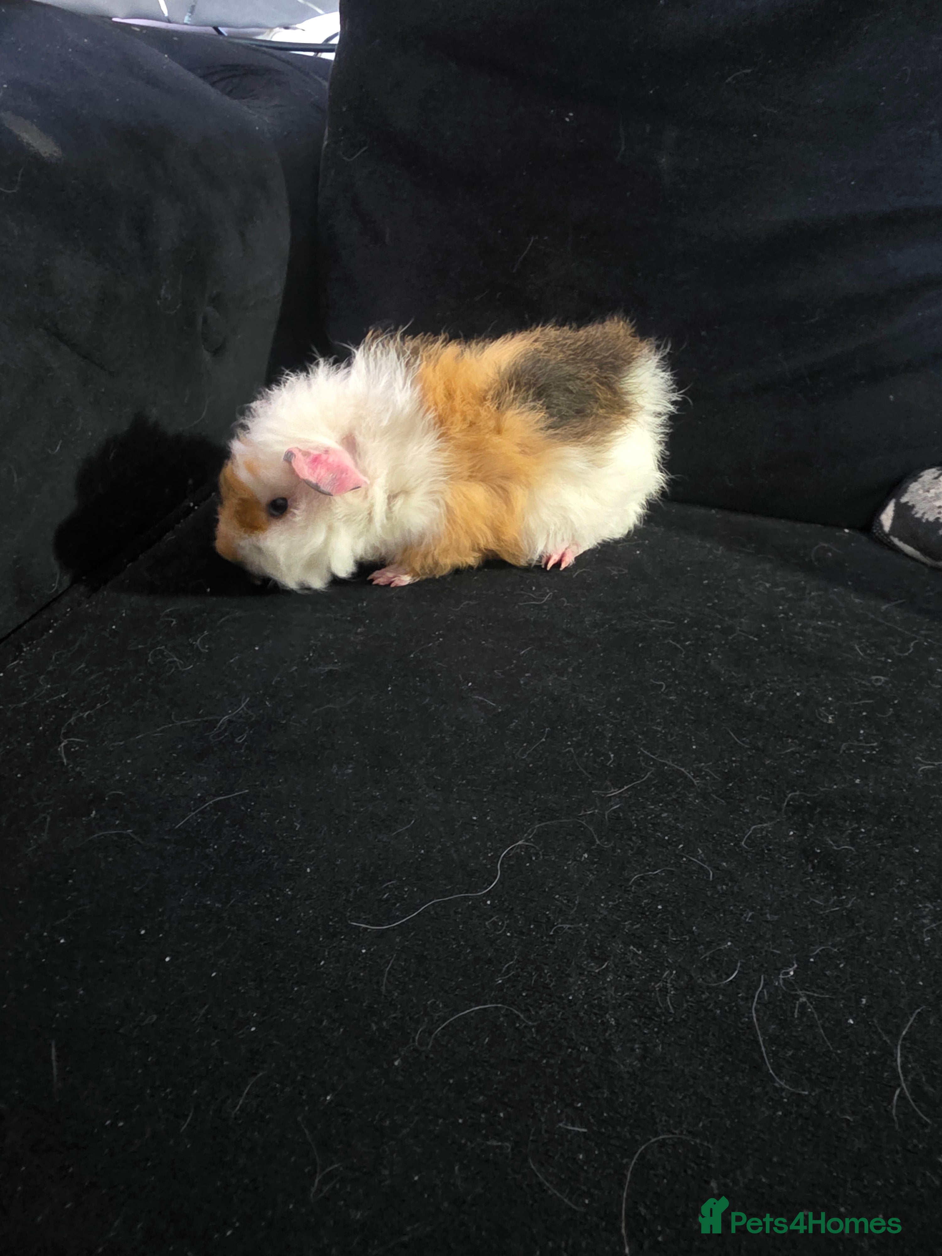 Guinea Pig rodents Baby Guinea pigs  - Advert 2