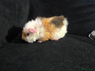 Guinea Pig rodents Baby Guinea pigs - Advert 2