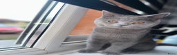British Shorthair cats for sale: british shorthair kittens - Advert 10
