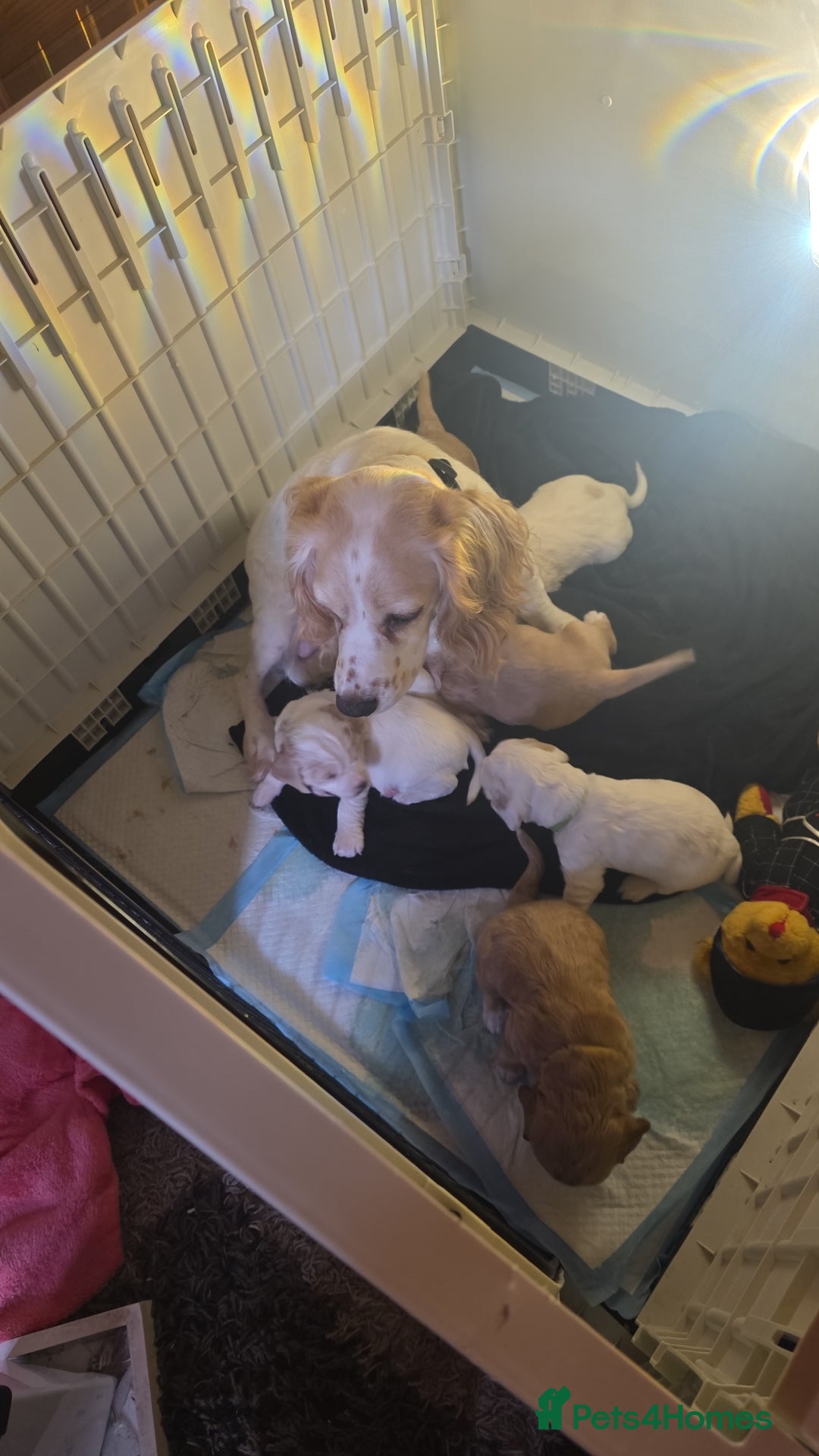 Cocker Spaniel dogs for sale: Cocker spaniel pups - Image 11