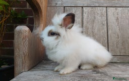 Mixed Breed rabbits for sale: Very pretty soft fluffy bunnies - Image 20