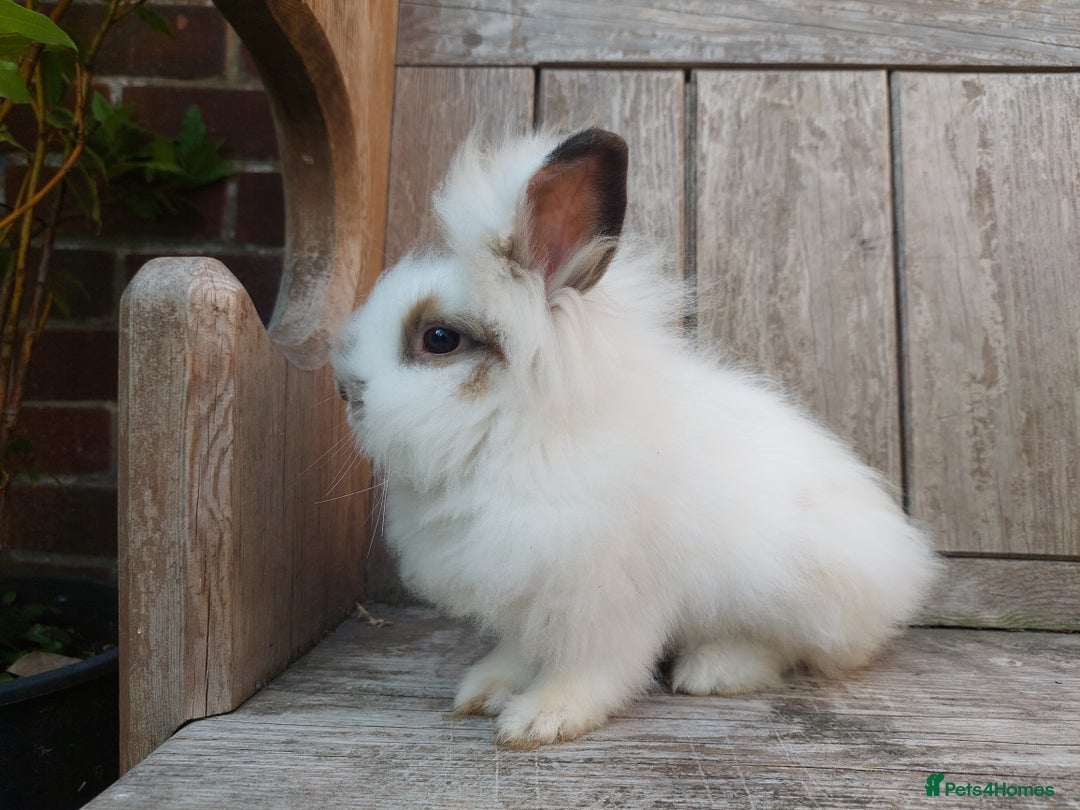 Mixed Breed rabbits for sale: Very pretty soft fluffy bunnies - Image 20
