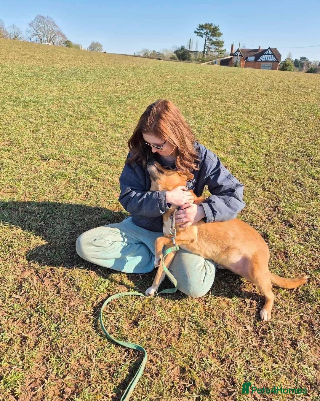Mixed Breed dogs for adoption: 🧡 Delightful Duffy - once a shell of a dog 🧡 in Kidderminster - Advert 8
