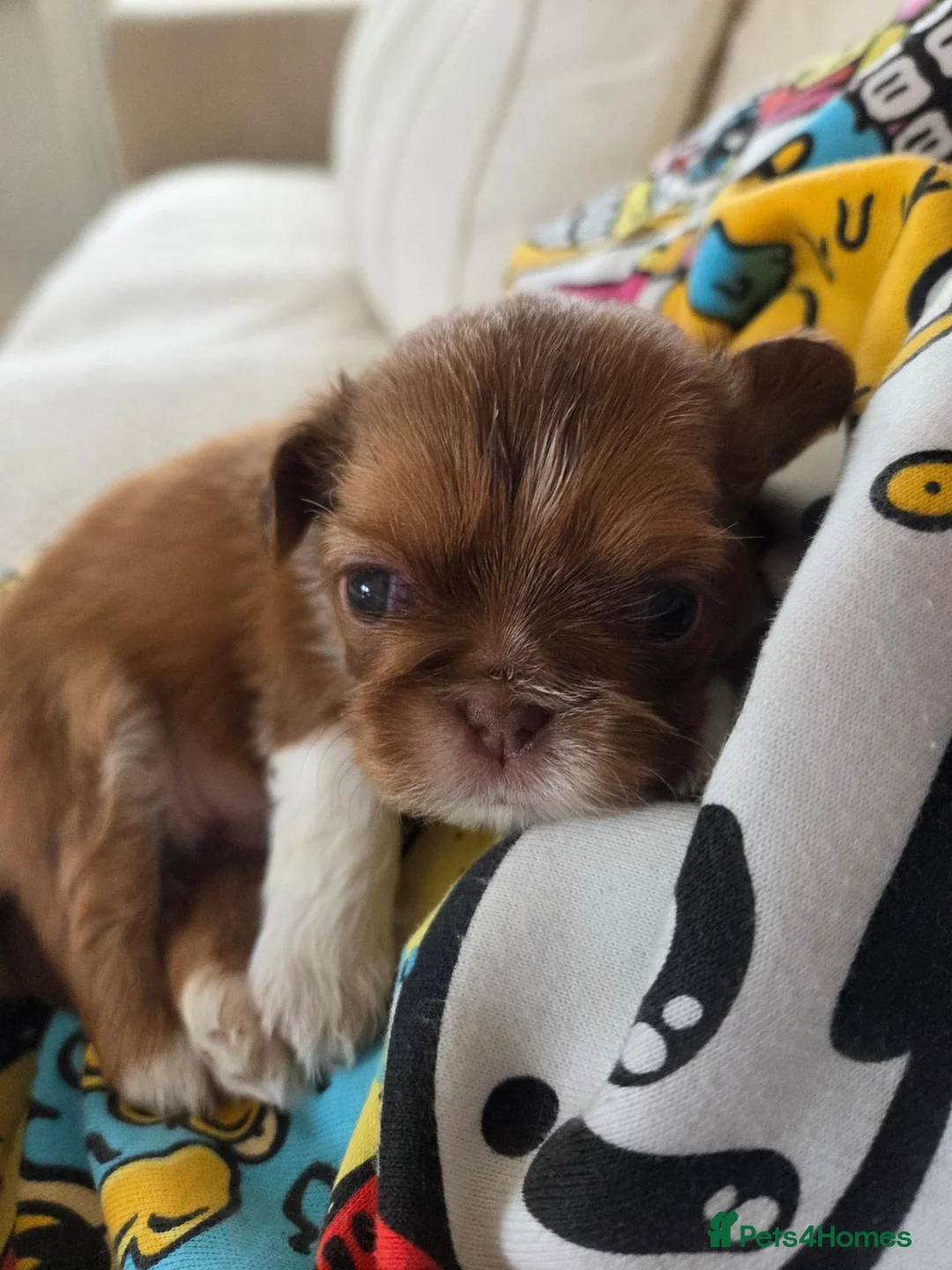Shih Tzu dogs for sale: Imperial Shitzu Female Pups - Advert 8