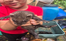 Ferret rodents for sale: Eu polcat for sale  - Image 7