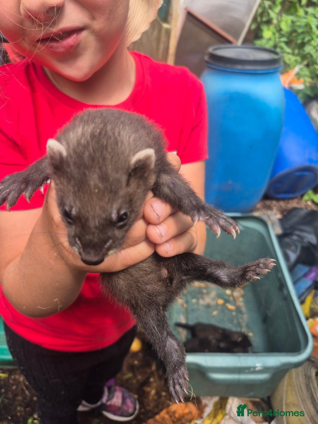 Ferret rodents for sale: Eu polcat for sale  - Image 7