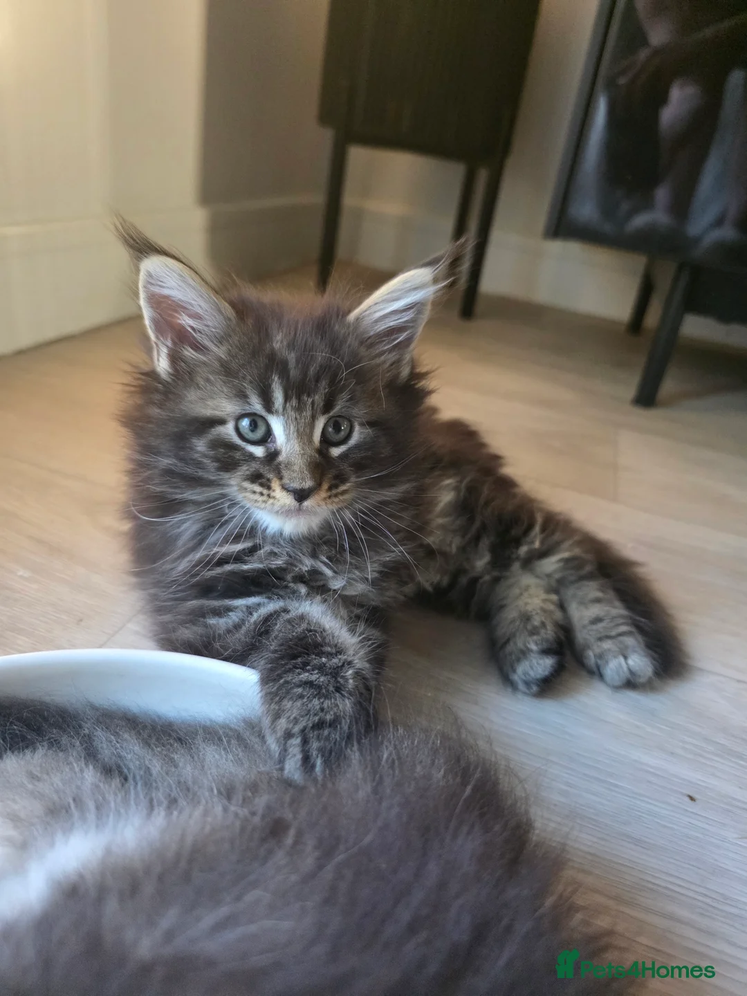 Maine Coon cats for sale: Pure Breed Mainecoon Therapy Kittens - Advert 40