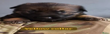 Yellow collar 