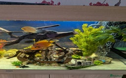 Other/Mixed Breed fish for sale: Tropical freshwater fish and aquarium for sale - Image 3