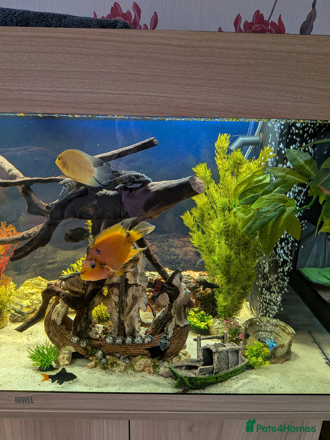 Other/Mixed Breed fish for sale: Tropical freshwater fish and aquarium for sale - Image 3