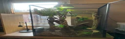 Chameleon reptiles for sale: Panther male chameleon and all of his stuff! - Advert 1