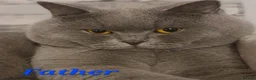British Shorthair cats for sale: Full Breed British Blue Shorthair Kittens - Advert 10