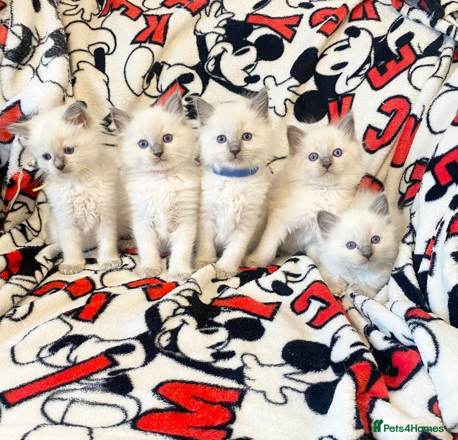 Ragdoll cats Ragdoll kittens - Advert 1