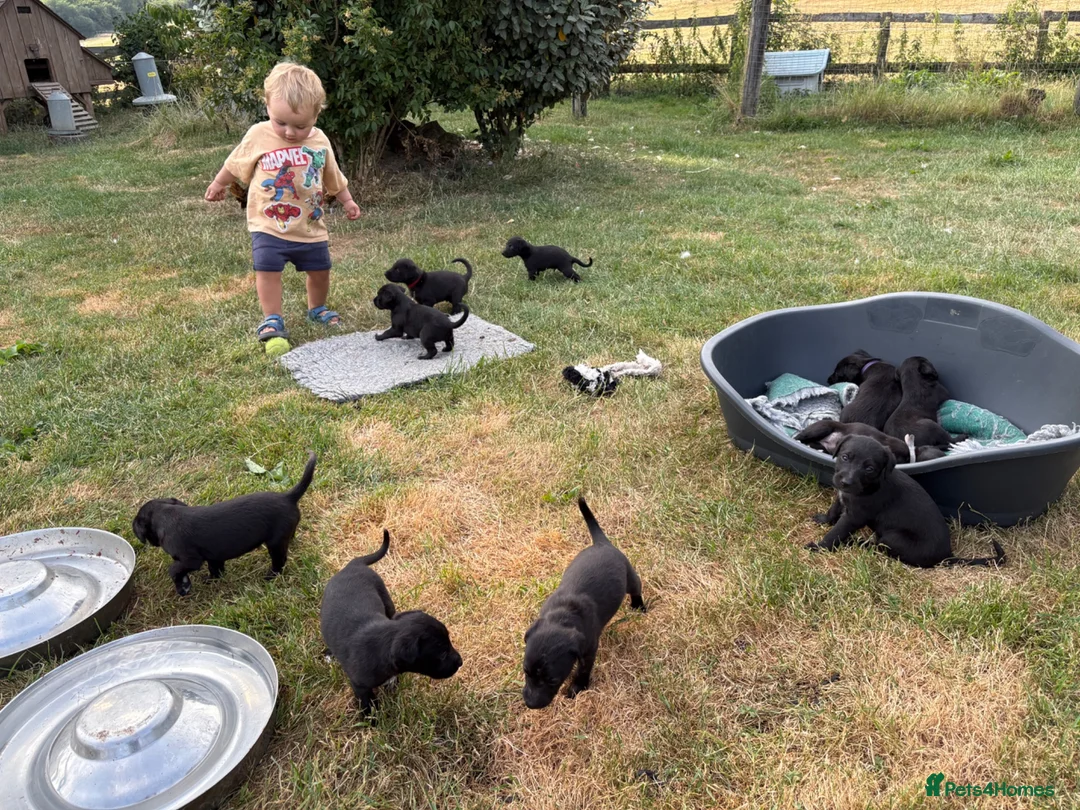 Mixed Breed dogs for sale: Beautiful Bedlington Whippet First Cross Puppies - Advert 1
