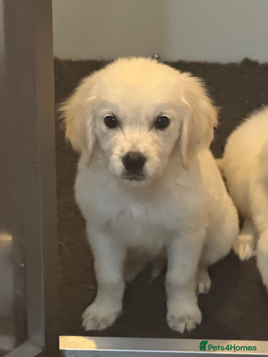Golden Retriever dogs for sale: Beautiful Golden retriever puppies - Image 2