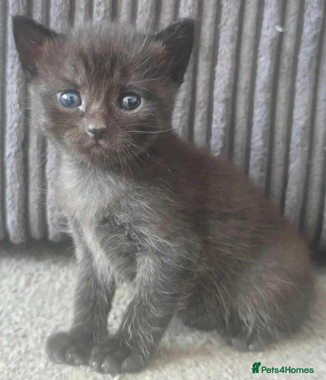 Mixed Breed cats for sale: 5 mixed breed kittens for sale - Advert 2