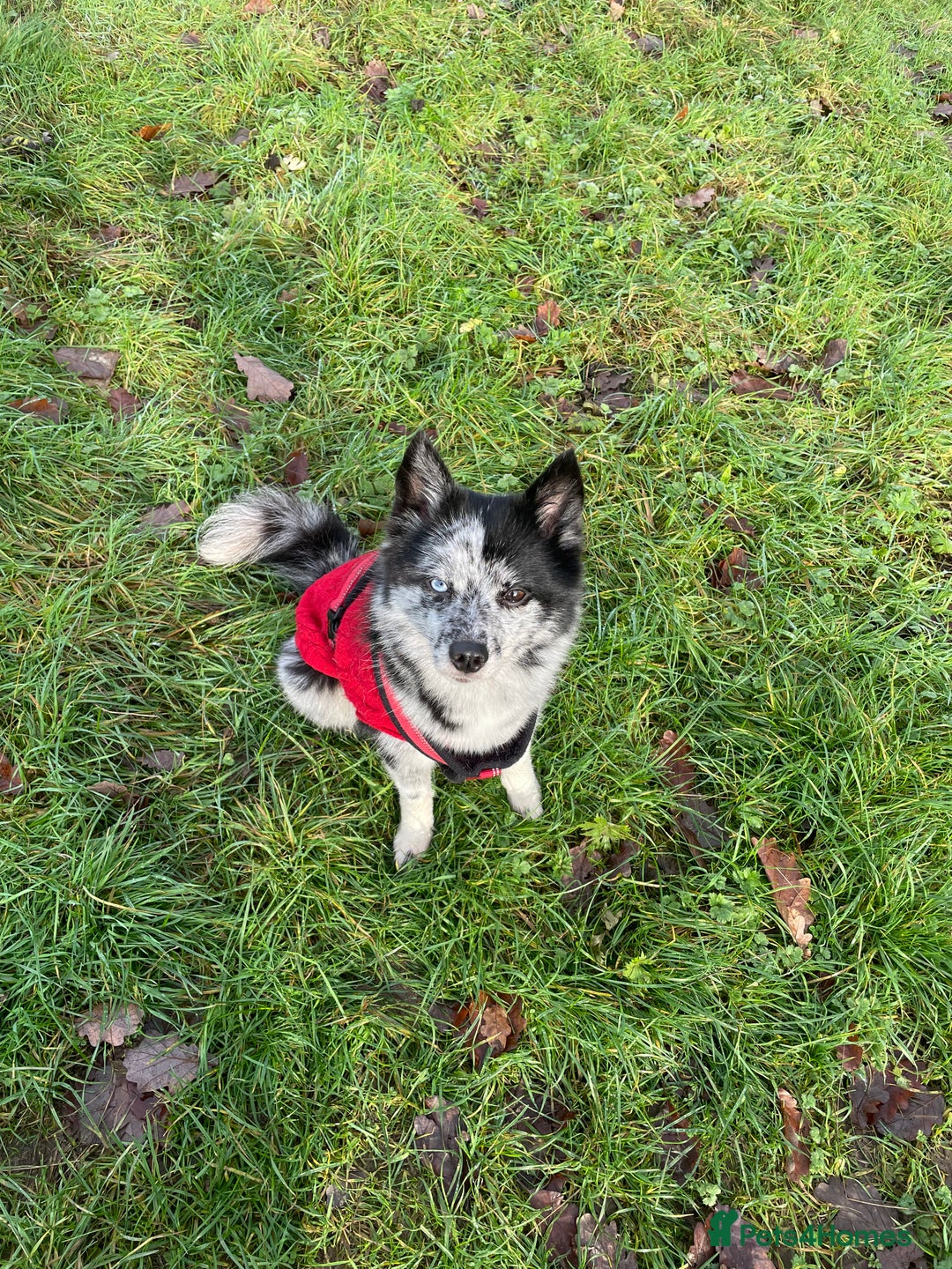 Pomsky dogs for sale: Urgent rehoming needed  - Advert 11