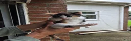Mixed Breed cats for sale: Ginger girls and tortashell Kittens male & female  in Beaworthy - Advert 6
